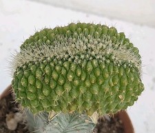 Echinocactus grusonii setispin usato  Lecce