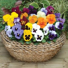 Pansy pack mixed for sale  GLASGOW