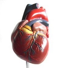 Anatomie modell herz gebraucht kaufen  Wachtberg