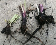 Comfrey bocking plant for sale  WARRINGTON