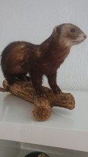 Iltis tierpräparat präparier gebraucht kaufen  Reichertshofen