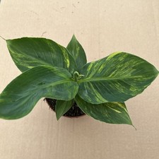 Musa aurea rare for sale  HELSTON