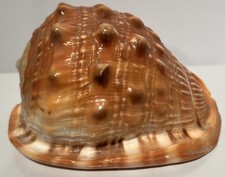 Polished cassis cornuta for sale  Montgomery