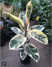 Tineke rubber tree for sale  Mobile