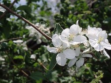 Feuilles séchées pommier d'occasion  Sevran