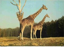 Animaux girafes réserve d'occasion  Fruges