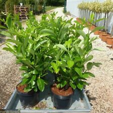 Lauroceraso prunus laurocerasu usato  Valmacca