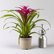 Guzmania deseo pink gebraucht kaufen  Deutschland