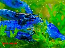 Ultra blue dream for sale  Houston