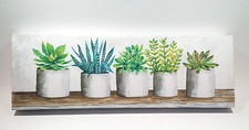 Wild succulents pots for sale  Naples