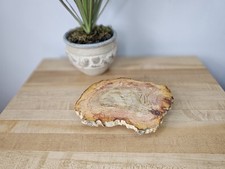 Petrified wood mini for sale  New Richmond