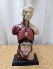 Modello anatomico plastica usato  Frattaminore
