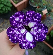 8000793 petunia lila gebraucht kaufen  Reutlingen