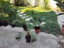 Piante cycas revoluta usato  Casapesenna