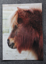 Postkarte shetland pony gebraucht kaufen  Limburg a. d. Lahn