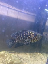 Jagaur cichlids inch for sale  Key Largo