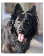 Long haired german for sale  Wyoming