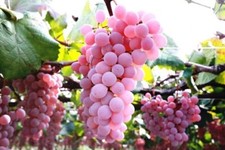 Pink grape japan usato  Cirie