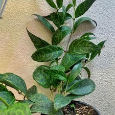 Zebra basket vine for sale  USA