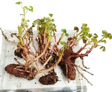 Organic oca young for sale  PAIGNTON