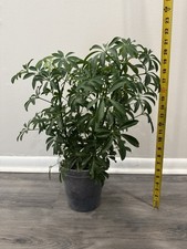 Schefflera arboricola green for sale  Philadelphia