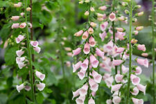 Albicocca digitalis purpurea usato  Trappeto