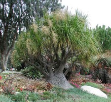 Beaucarnea recurvata 100 usato  Trappeto