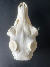 H61 schädel rothirsch gebraucht kaufen  Coesfeld