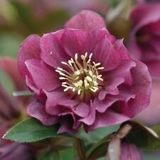 Helleborus hellebore orientali for sale  CRANBROOK