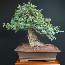 Bonsai esemplare olmo usato  San Pancrazio Salentino