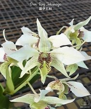 Duft rchidee dendrobium gebraucht kaufen  Seligenstadt