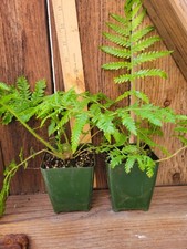 Cyathea browneii little for sale  Fullerton