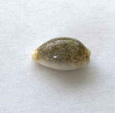 Coquillage cypraea porcelaine d'occasion  Mandelieu-la-Napoule