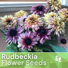 Vintage mix rudbeckia for sale  Meridian