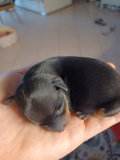 Cuccioli pinscher nero usato  Zibido San Giacomo