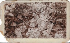 1897 california vineyard for sale  Windham