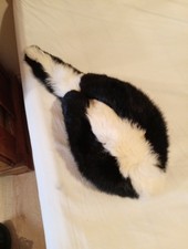 Davy crockett skunk for sale  IPSWICH