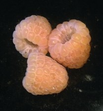 Yellow anne raspberry for sale  Weyauwega
