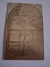 Aviary birds vintage for sale  SWANSEA