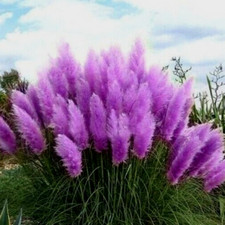 pampa gebraucht kaufen pampa gebraucht kaufen  Grasellenbach