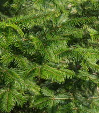 Live grand fir for sale  Albany