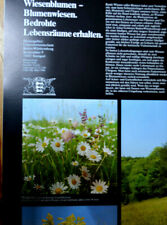 Poster wiesenblumen blumenwies gebraucht kaufen  Oldenburg in Holstein