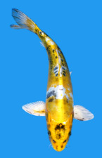 Live koi fish for sale  Lewisville