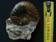 Ammonite pliensbachien amalthe d'occasion  La Chapelle-Saint-Luc