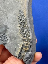 Carboniferous plant fossil gebraucht kaufen  Saarbrücken