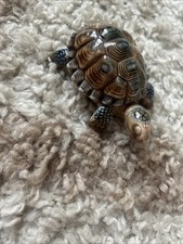 wade tortoise trinket box for sale wade tortoise trinket box for sale PETERBOROUGH