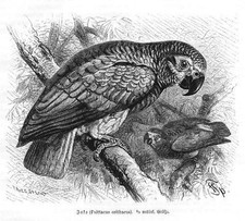 Jako graupapagei psittacus gebraucht kaufen  Lauenburg/ Elbe