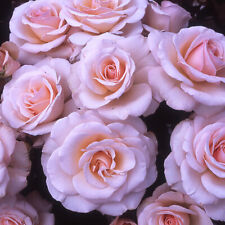 Rose mum one for sale  PETERBOROUGH