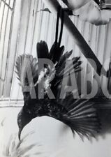 Vintage animali uccelli usato  Roma