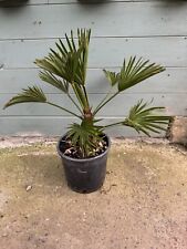 Trachycarpus wagnerianus palm for sale  FERRYHILL